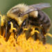 British Supermarket to Help Facilitate Bee Pollination