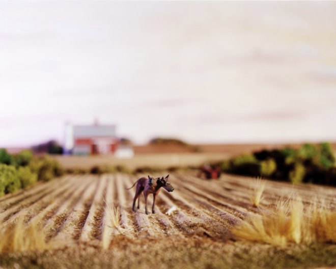 Lori Nix, three-headed dog, mutant dog, mutated animals, ruined farm