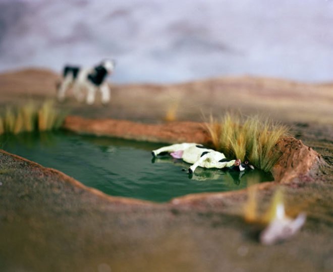 Lori Nix, dead cow, dead cows, poisoned cows, poisoned water, chemical spill, poison, dying animals
