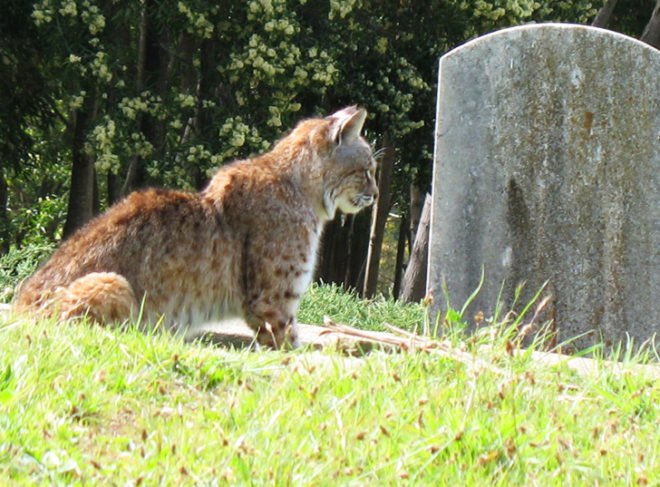 Fernwood, Fernwood cemetery, eco burial, animals, nature, bobcat, wildcat