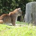 Fernwood, Fernwood cemetery, eco burial, animals, nature, bobcat, wildcat