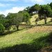 Fernwood, Fernwood cemetery, eco burial, land, grave sites, trees
