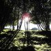Fernwood, Fernwood cemetery, eco burial, dawn, sunrise