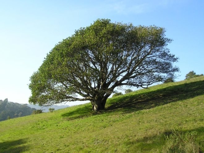 Fernwood, Fernwood cemetery, eco burial, wildlife reserve, natural surroundings, trees