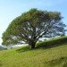 Fernwood, Fernwood cemetery, eco burial, wildlife reserve, natural surroundings, trees