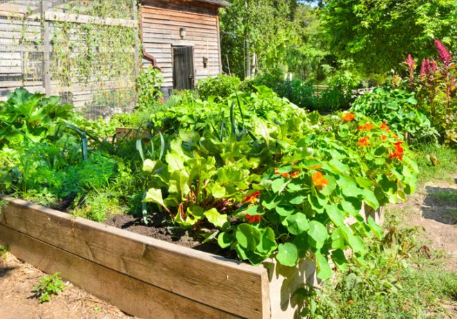Edible estate, edible landscaping, food forest garden, garden, gardening, food not lawns