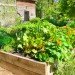 Edible estate, edible landscaping, food forest garden, garden, gardening, food not lawns