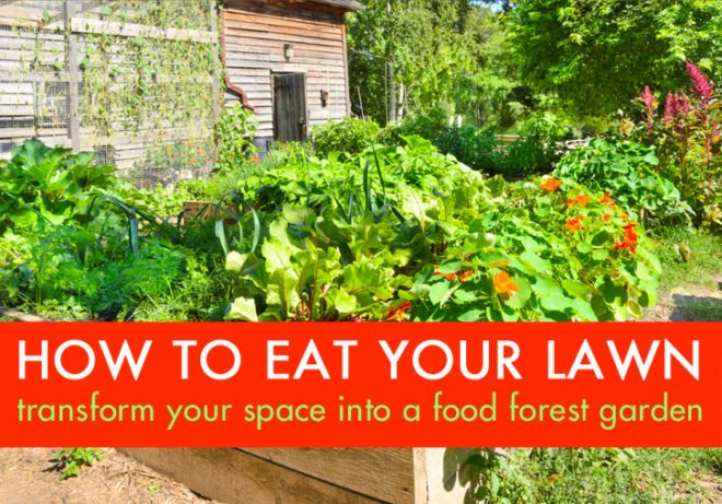 Edible estate, edible landscaping, food forest garden, garden, gardening, food not lawns