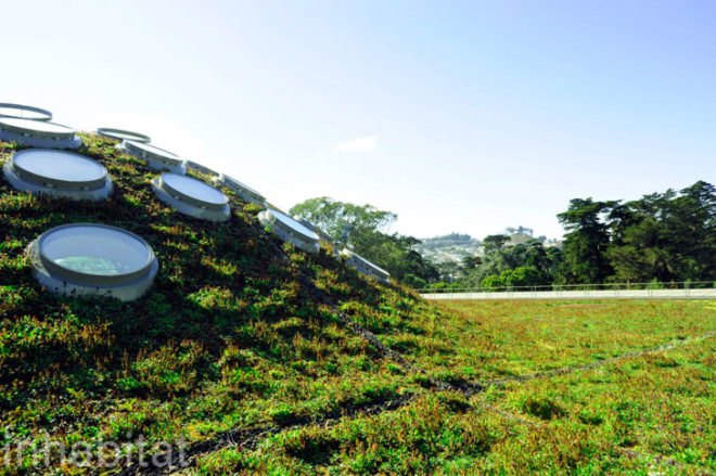green roof, rana creek, living wall, CABoom, paul kephart, freya bardell, sustainable design, green design, sustainable architecture, green architecture, living roof, green building, natural roofs, sustainable roofs, california academy of sciences