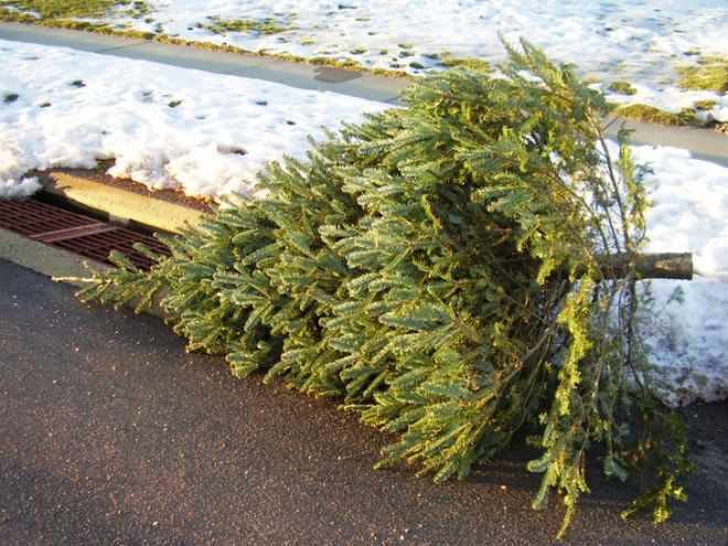 Recycled tree, Christmas Tree, christmas tree, holiday tree, holiday trees, xmas tree, xmas trees, evergreen tree, evergreen trees, recycled xmas trees, how to recycle your christmas tree, treecycle, treecycling, mulch, xmas tree mulch, christmas tree mulch, live tree, live-cut tree, fir, Noble Fir, pine, spruce, grow your own tree, xmas tree to be, tree rental, borrow a tree, recycling christmas trees