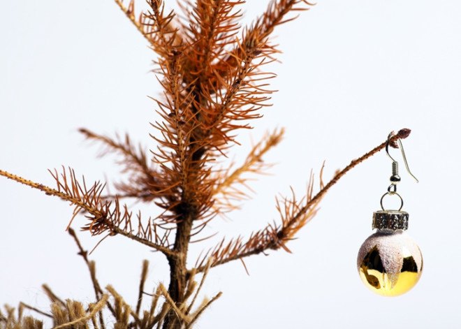 Recycled tree, Christmas Tree, christmas tree, holiday tree, holiday trees, xmas tree, xmas trees, evergreen tree, evergreen trees, recycled xmas trees, how to recycle your christmas tree, treecycle, treecycling, mulch, xmas tree mulch, christmas tree mulch, live tree, live-cut tree, fir, Noble Fir, pine, spruce, grow your own tree, xmas tree to be, tree rental, borrow a tree, recycling christmas trees