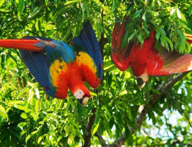 Lapa Rios, eco-resort, Costa Rica, parrots, macaws, Macaw, birds