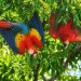 Lapa Rios, eco-resort, Costa Rica, parrots, macaws, Macaw, birds