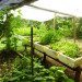 Lapa Rios, eco-resort, Costa Rica, organic, organic garden, herb garden, vegetable garden