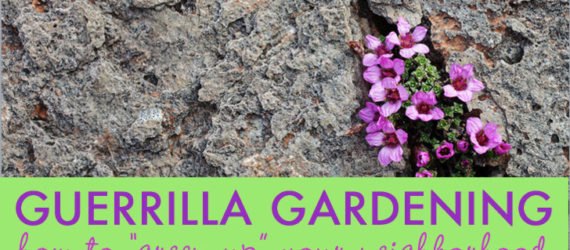 Guerrilla Gardening