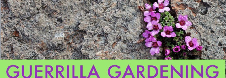 Guerrilla Gardening