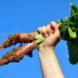 Heirloom Carrots