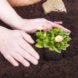 Planting a Flower