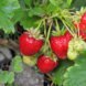 Public Strawberries