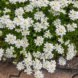 Sidewalk Flowers