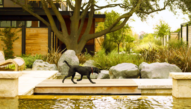Bardessono Eco Resort and Spa Courtyard pool with dog, Bardessono Eco Resort and Spa, green resort, eco resort, CA eco resort, california green resort, LEED certified eco resort, Napa eco resort, Napa green resort, Napa eco spa, St. Helena eco resort, St. Helena Eco spa, green spa