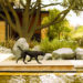 Bardessono Eco Resort and Spa Courtyard pool with dog, Bardessono Eco Resort and Spa, green resort, eco resort, CA eco resort, california green resort, LEED certified eco resort, Napa eco resort, Napa green resort, Napa eco spa, St. Helena eco resort, St. Helena Eco spa, green spa