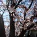 cherry blossoms, san francisco, urban forests, urban trees, green cities, sustainable cities, sustainable design