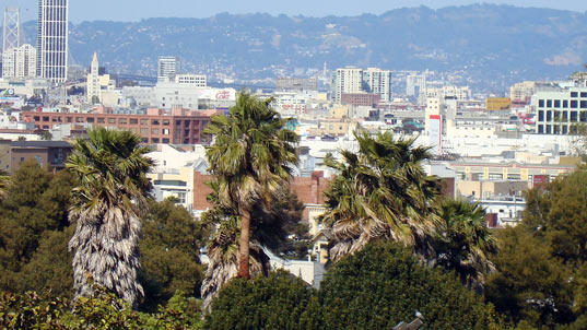 dolores park, san francisco, green cities, sustainable cities, san francisco, trees, urban forests, trees, sustainable design