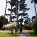 Golden Gate Park, trees, San Francisco, urban forests, trees, green cities, sustainable cities, sustainable design