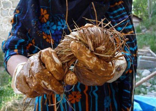 straw bail, straw bail building, Pakistan building, earthquake resistant building, handmade straw bales, PAKSBAB, Renewable building materials, Green building, affordable earthquake building
