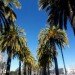 san francisco, palm trees, trees, urban trees, sustainable cities, sustainable design, california
