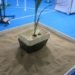 Groasis, AquaPro, Waterboxx, Groasis Waterboxx, Pieter Hoff, water battery, growing trees in deserts, growing plants in arid regions, Sahara desert, deforestation