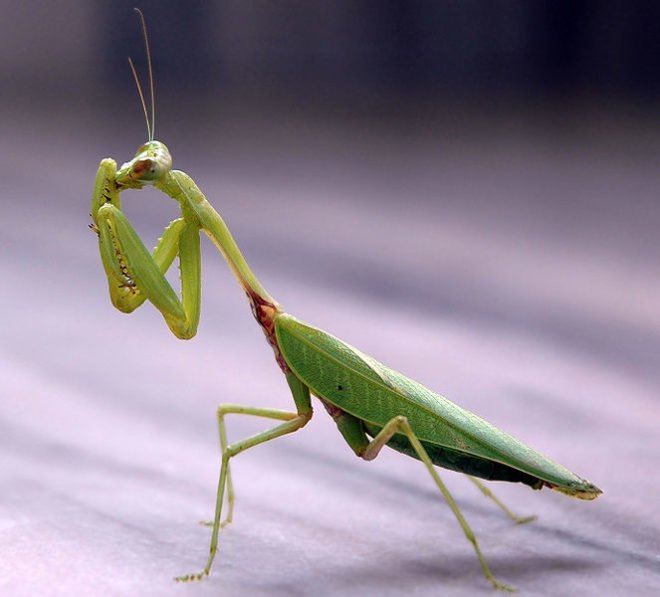 Alvaro Uribe, Pratt Institute, Industrial Design, Mantis Table, green design, biomimicry, eco design, sustainable design, insect table