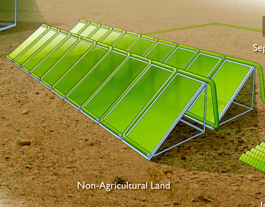 biofuel, fuel, diesel, biodiesel, fuel sweating plants, joule, unlimited, alternative energy, clean fuel, alternative fuel