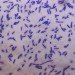 LLMDA, Lawrence Livermore Microbial Detector Array, Lawrence Livermore National Laboratory, antiterrorism, food safety detectors, pharmaceutical safety detectors, bio-detectors, device detects viruses and bacteria, virus detectors, bacteria detectors, design for health