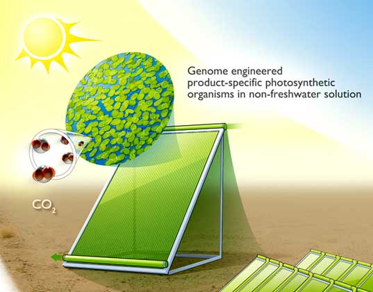 biofuel, fuel, diesel, biodiesel, fuel sweating plants, joule, unlimited, alternative energy, clean fuel, alternative fuel