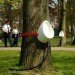 public event waste disposal, green events, urine disposal, public urine, tree nutrition