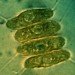 biofuel, fuel, diesel, biodiesel, fuel sweating plants, joule, unlimited, alternative energy, clean fuel, alternative fuel