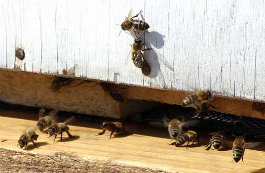 dusseldorf, beekeeper, bees monitoring air quality, bees at airports, bees, airports, bee detectives, dusseldorf bees, german beekeeper, airport beekeeper