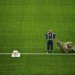 empire field stadium, soccer, recycled tires, vancouver, eco stadium, artificial turf