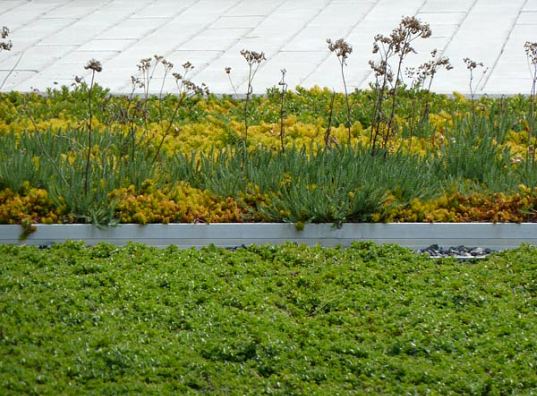 green roof, PLANT architects, toronto, toronto city hall, podium roof, sedum, urban garden, green space, landscape architecture, green roof bylaw, green design, eco design, sustainable building