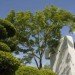 tree museum, trees, arboretum, zwitzerland, zurich, enzo enea, landscape architecture, oppenheim architecture and design, green design, landscape architecture, eco design, green building, Sustainable Building,