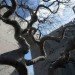 tree museum, trees, arboretum, zwitzerland, zurich, enzo enea, landscape architecture, oppenheim architecture and design, green design, landscape architecture, eco design, green building, Sustainable Building,