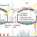 Cyril-Emmanuel Issanchou, EC* Cocoon, prefabricated housing, prefab, modular housing, green design, eco design, sustainable design, green architecture, green home, eco home, sustainable home, modular home, cocoon house