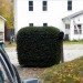 sustainable design, green design, terrestrial shrub rover, solar power, solar energy, electric vehicle