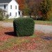 sustainable design, green design, terrestrial shrub rover, solar power, solar energy, electric vehicle