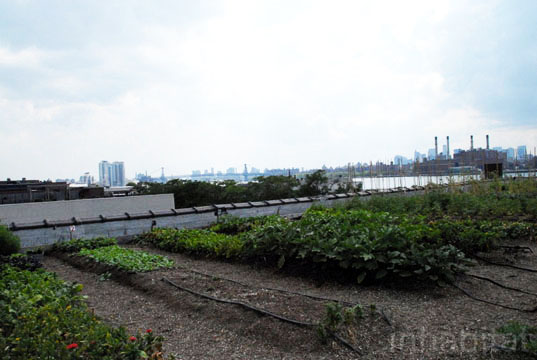 annie Novak, Brooklyn, Community Supported Agriculture, Eagle Street Rooftop Farm, goode green, greenpoint, new york city, rooftop farms, rooftop gardens
