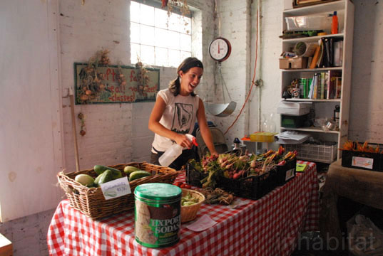 annie Novak, Brooklyn, Community Supported Agriculture, Eagle Street Rooftop Farm, goode green, greenpoint, new york city, rooftop farms, rooftop gardens