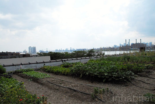 annie Novak, Brooklyn, Community Supported Agriculture, Eagle Street Rooftop Farm, goode green, greenpoint, new york city, rooftop farms, rooftop gardens