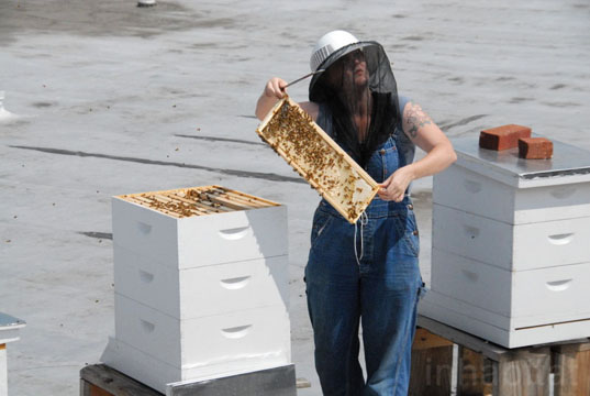 annie Novak, Brooklyn, Community Supported Agriculture, Eagle Street Rooftop Farm, goode green, greenpoint, new york city, rooftop farms, rooftop gardens